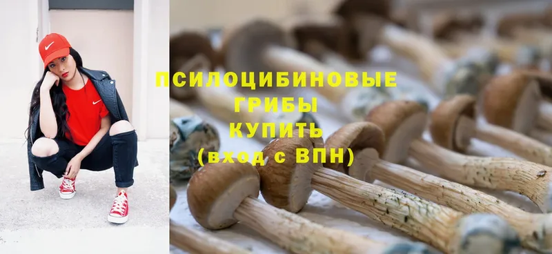 Галлюциногенные грибы Cubensis  где можно купить   ОМГ ОМГ вход  Апатиты 